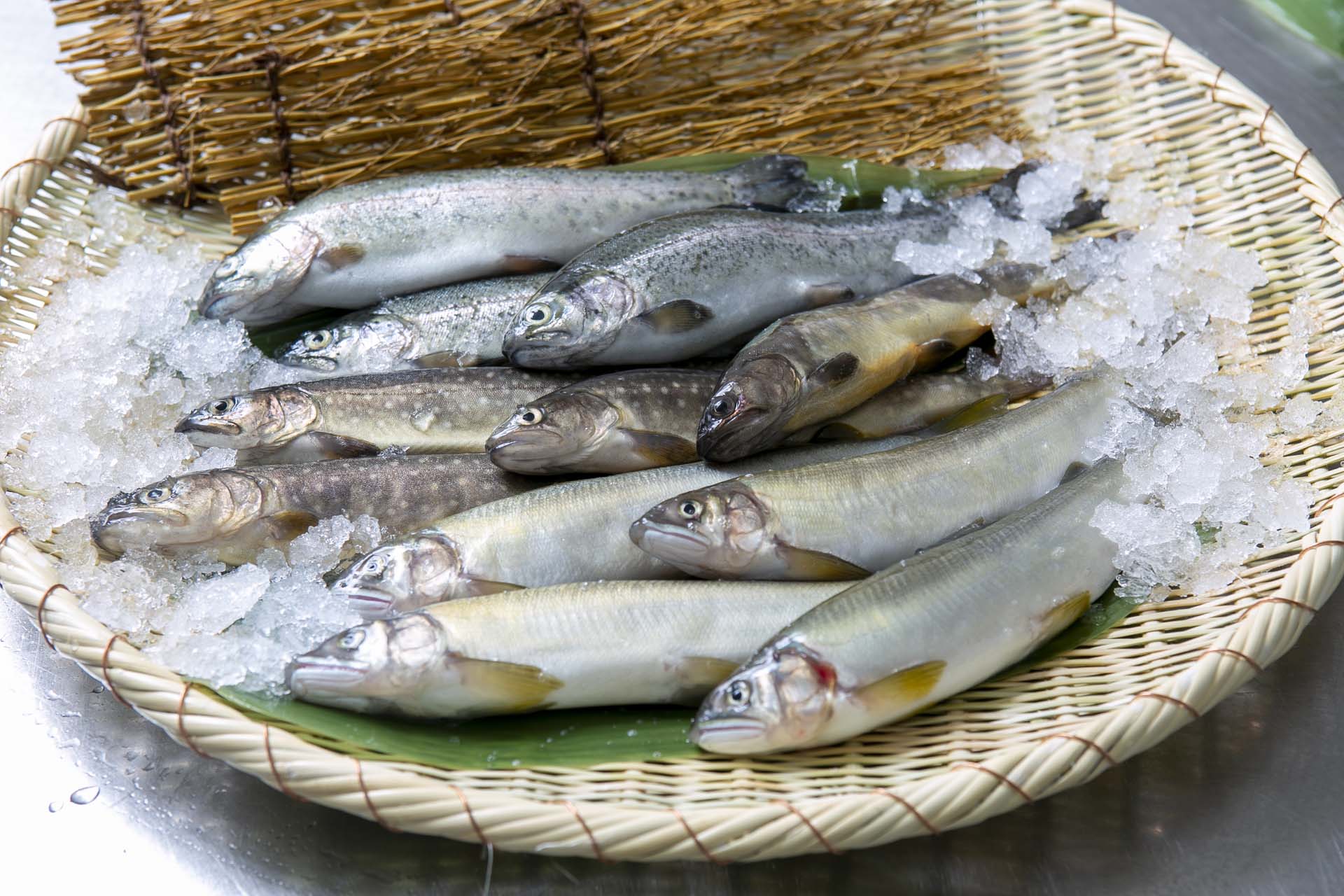 DAIMIの魚類