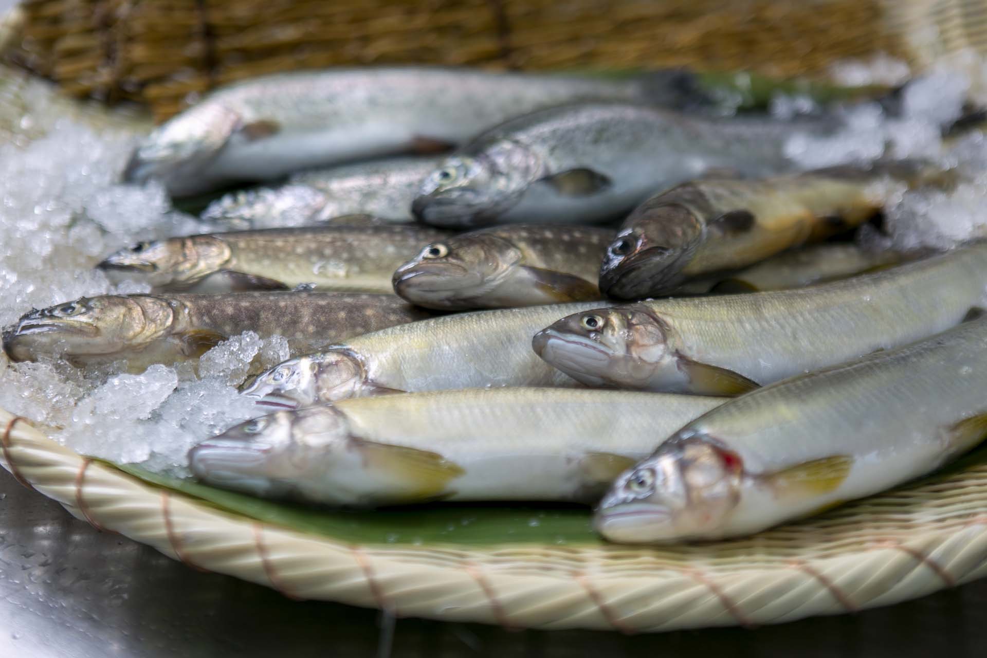 魚類海産物